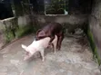 Exotic Pigs for Sale - 1
