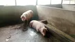 Exotic Pigs for Sale - 2