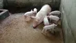 Exotic Pigs for Sale - 3