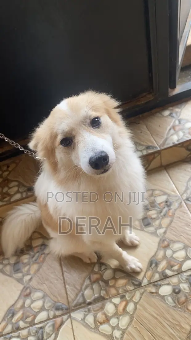 Male Mixed Breed American Eskimo - 1+ Year Old - 1