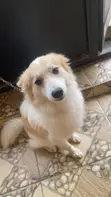 Male Mixed Breed American Eskimo - 1+ Year Old - 1
