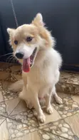 Male Mixed Breed American Eskimo - 1+ Year Old - 2