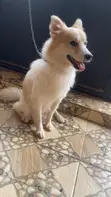 Male Mixed Breed American Eskimo - 1+ Year Old - 3