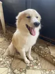 Male Mixed Breed American Eskimo - 1+ Year Old - 4