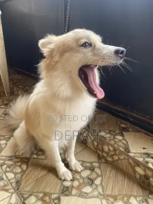 Male Mixed Breed American Eskimo - 1+ Year Old