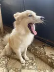 Male Mixed Breed American Eskimo - 1+ Year Old - 5