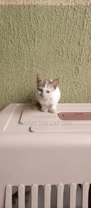 Female American Shorthair Kitten (1-3 Months)