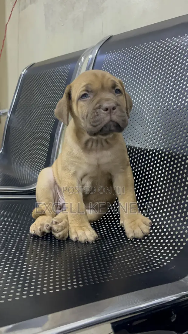 Purebred Boerboel Puppy - 1-3 Months Old - 1