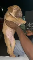 Purebred Boerboel Puppy - 1-3 Months Old - 2
