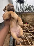 Purebred Boerboel Puppy - 1-3 Months Old - 3