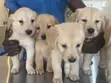 1-3 Months Male Purebred Golden Retriever Puppy - 1