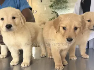 1-3 Months Male Purebred Golden Retriever Puppy