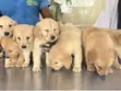 1-3 Months Male Purebred Golden Retriever Puppy - 3