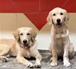 1-3 Months Male Purebred Golden Retriever Puppy - 4