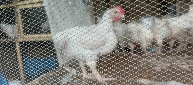 6-7 Week Old Broiler Chickens for Sale - 1
