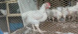 6-7 Week Old Broiler Chickens for Sale