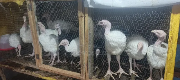 Foreign and Local Turkeys for Sale - 1