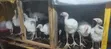 Foreign and Local Turkeys for Sale - 1