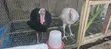 Foreign and Local Turkeys for Sale - 2