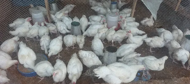 Broilers for Sale (Over 3.5kg) - 1