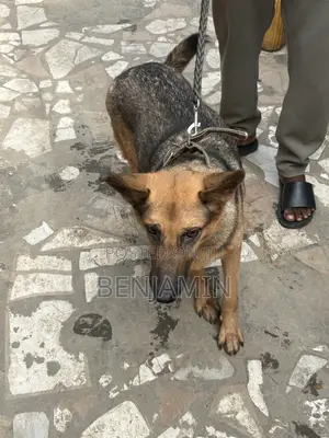 1+ Year Old Female Purebred German Shepherd