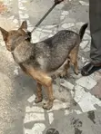 1+ Year Old Female Purebred German Shepherd - 2