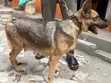 1+ Year Old Female Purebred German Shepherd - 3