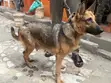 1+ Year Old Female Purebred German Shepherd - 4