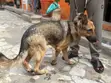 1+ Year Old Female Purebred German Shepherd - 5