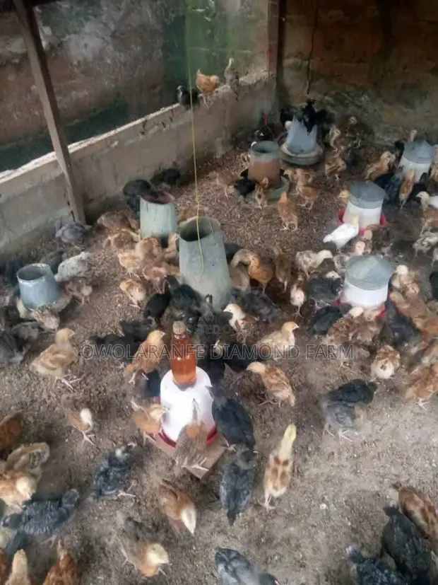 Noiler Chickens (Vaccinated) - 1