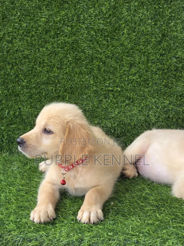 Female Purebred Golden Retriever Puppy (1-3 Months) - 1