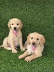 Female Purebred Golden Retriever Puppy (1-3 Months) - 2