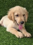 Female Purebred Golden Retriever Puppy (1-3 Months) - 3