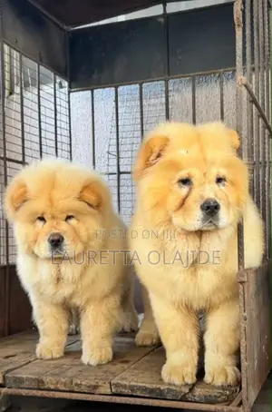 Yarinyar Chow Chow Mai Tsarki (1-3 Watan)