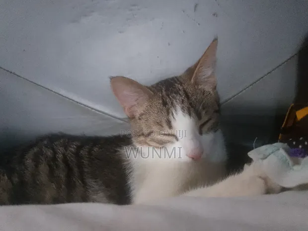 3-6 Month Male Mixed Breed Tabby Kitten - 1