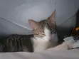 3-6 Month Male Mixed Breed Tabby Kitten - 1
