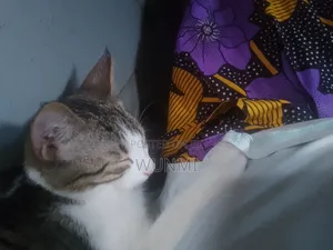 3-6 Month Male Mixed Breed Tabby Kitten
