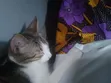 3-6 Month Male Mixed Breed Tabby Kitten - 2