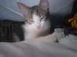 3-6 Month Male Mixed Breed Tabby Kitten - 3