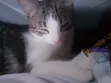 3-6 Month Male Mixed Breed Tabby Kitten - 4