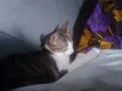3-6 Month Male Mixed Breed Tabby Kitten - 5