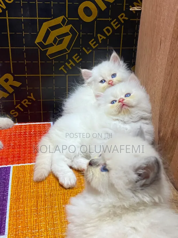 Purebred Persian Kitten - 1-3 Months Female - 1