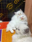 Kare-karen Persian Mai Tsarki - Mace Mai Wata 1-3 - 1