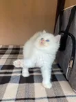 Kare-karen Persian Mai Tsarki - Mace Mai Wata 1-3 - 2