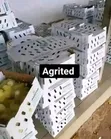 Kaji Ranar Daya masu Inganci daga Waad Farm - 2