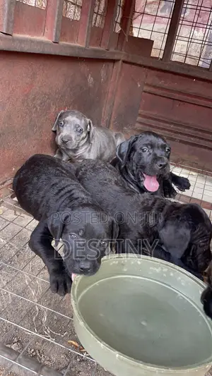 Zuriar Cane Corso Tsarkaka (Wata 1-3)