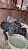 Zuriar Cane Corso Tsarkaka (Wata 1-3) - 2