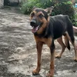 Male Mixed Breed German Shepherd, 1+ Year Old - 2