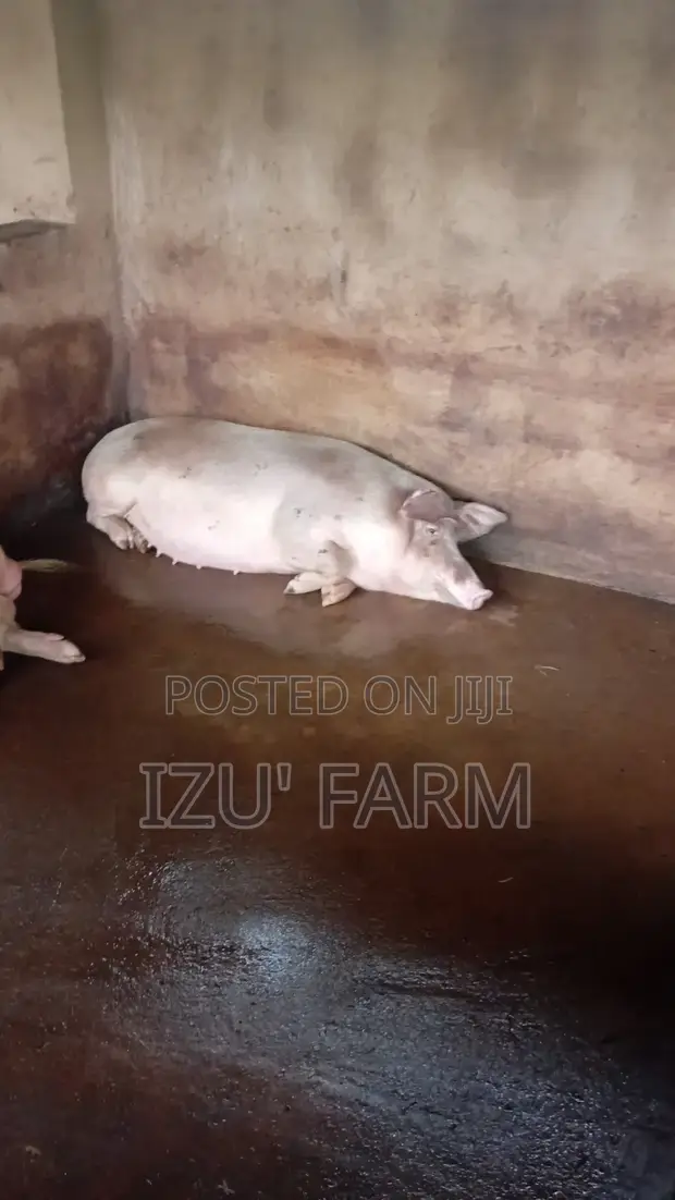 Farm Animals: Pigs, Chickens, Turkeys, Rams, Goats, Geese - 1