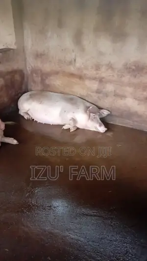 Farm Animals: Pigs, Chickens, Turkeys, Rams, Goats, Geese